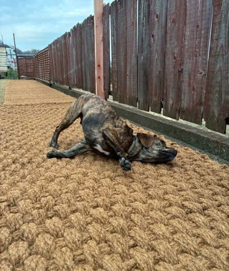 ココペーバーのマットの上でくつろぐ犬|ココペーバー