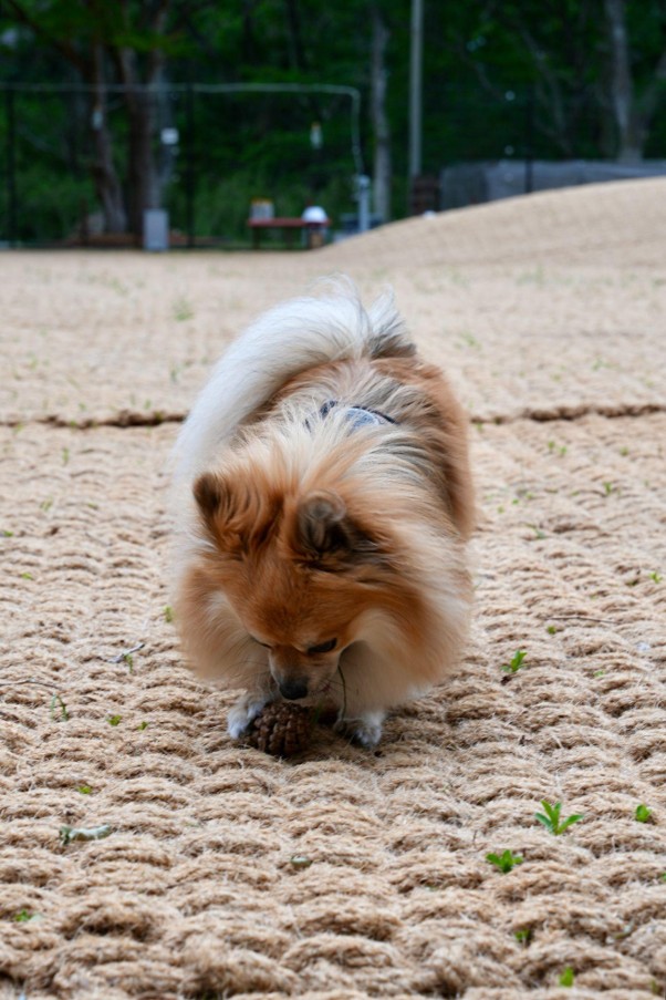 ココペーバーの上でくつろぐワンちゃん