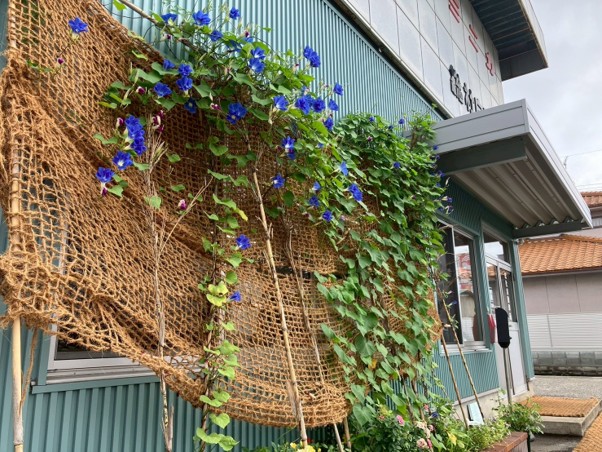 ヤシ繊維のネットに絡んだつる植物