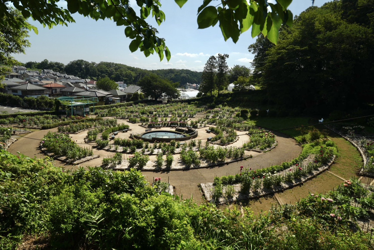 色とりどりのダリアが咲く町田ダリア園の園内