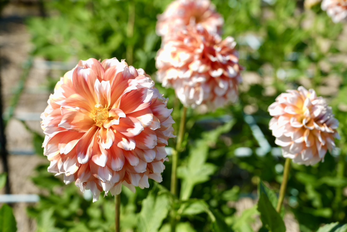 町田ダリア園に咲くダリアの花