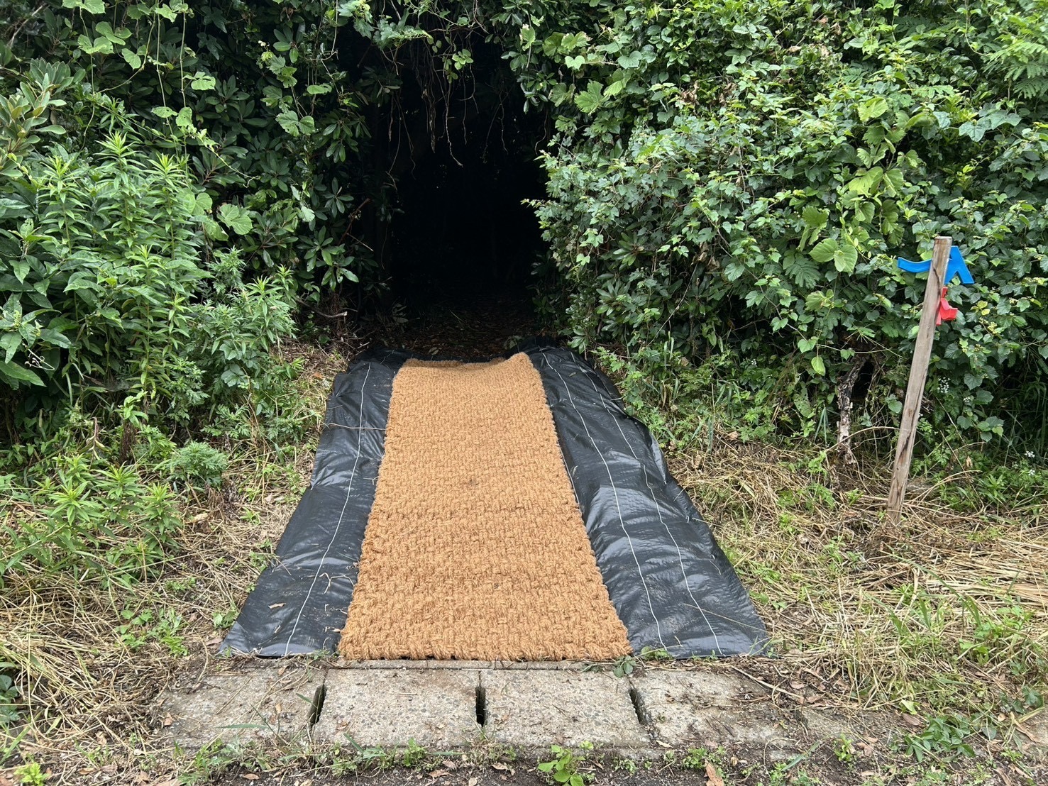 草に覆われた県道側の出入口に敷いたココペーバー