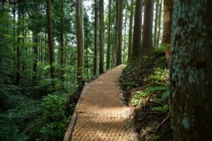 杉林のあいだを縫うように続くココペーバーの遊歩道