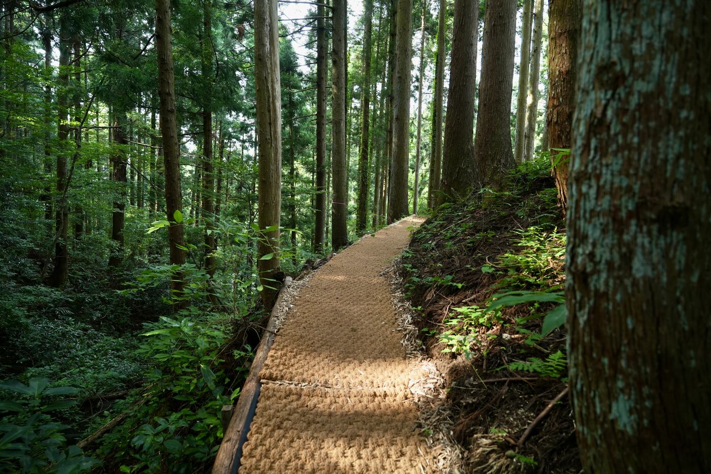 杉林のあいだを縫うように続くココペーバーの遊歩道