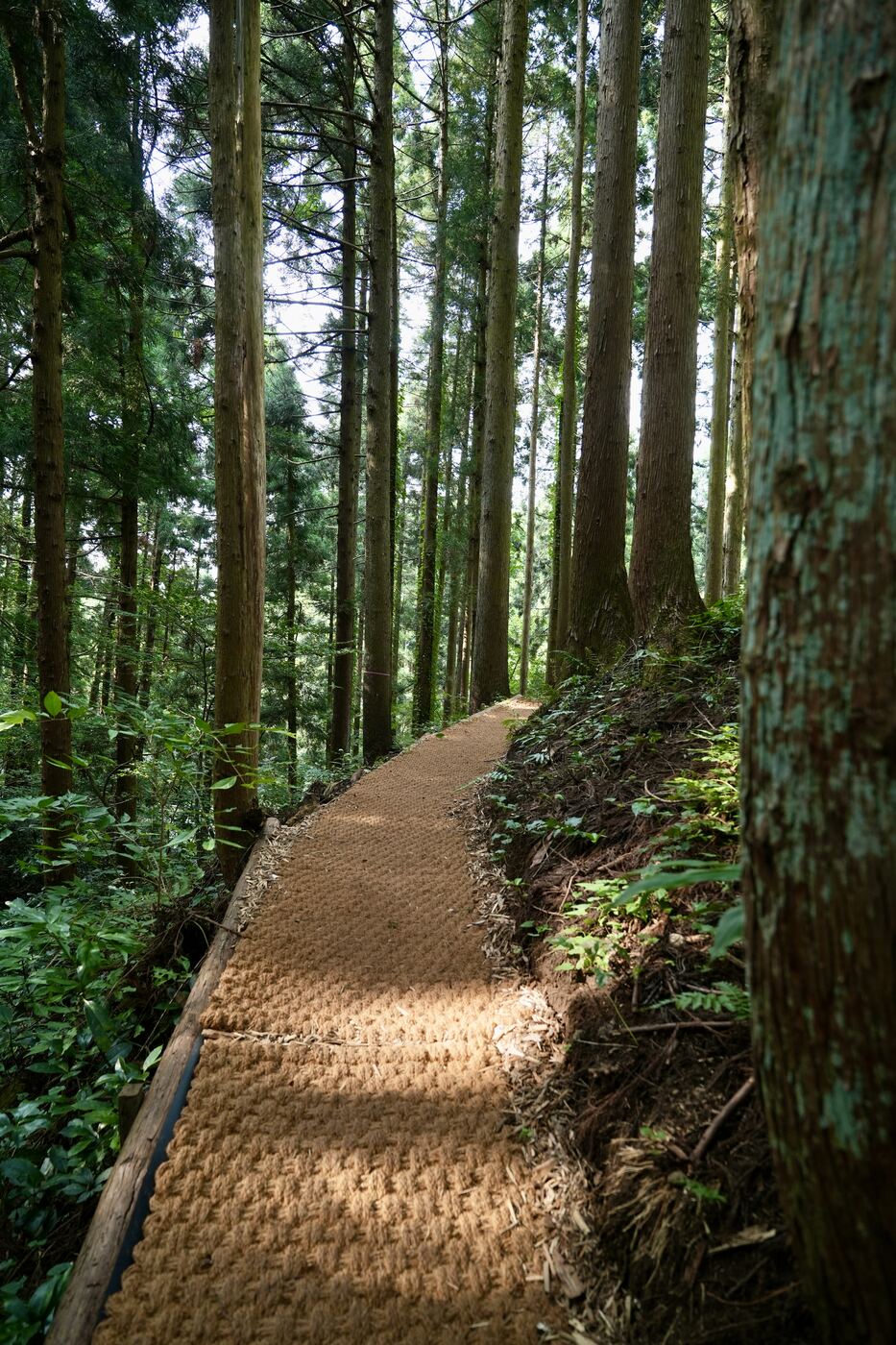 傾斜のある林道に敷かれたココペーバー