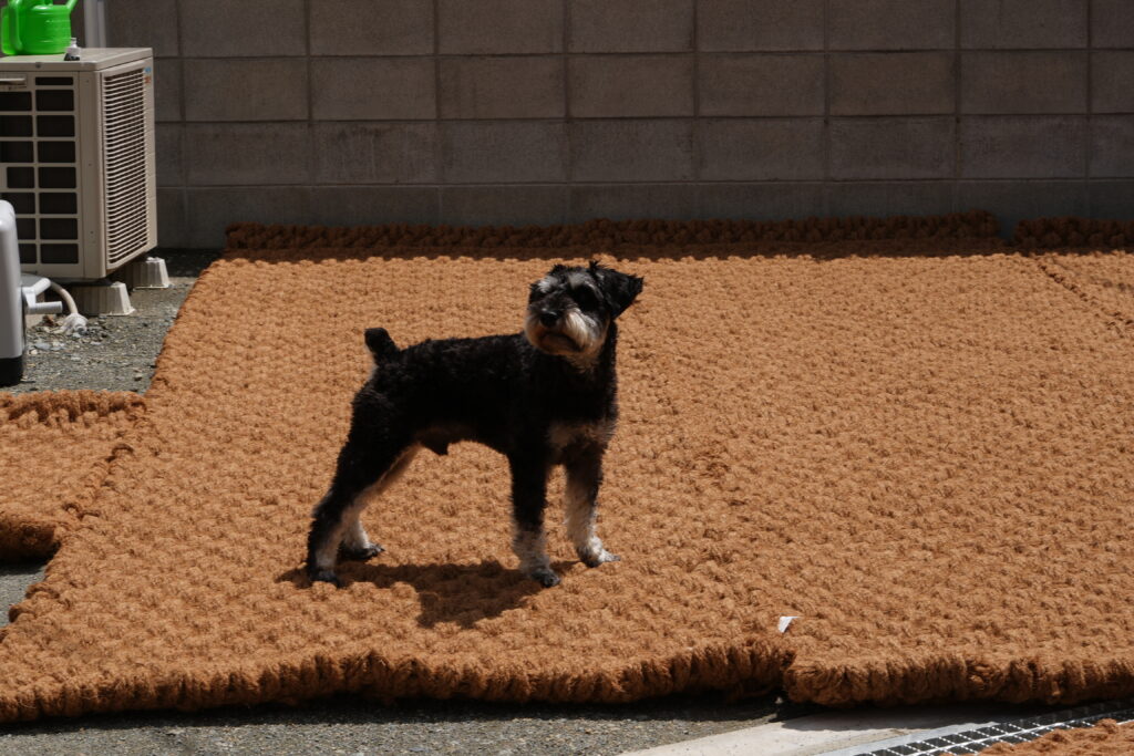 愛犬が思いきり走り回れるお庭に！～岡山県の個人宅で、地熱対策にココペーバーを施工しました～
