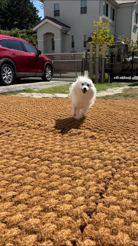 ココペーバーを敷いた前庭を走るワンちゃん