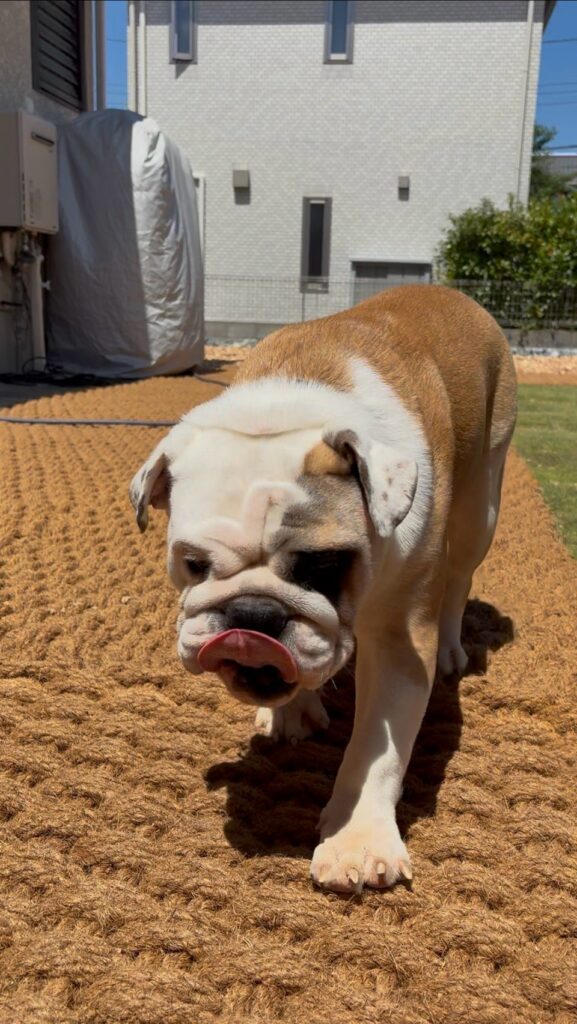 ココペーバーの上に立つ大型犬