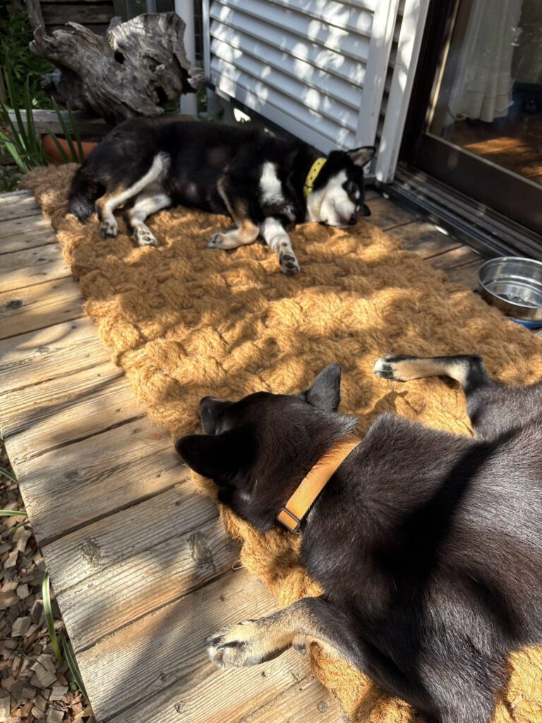 ウッドデッキとココペーバーの上でくつろぐ犬たち
