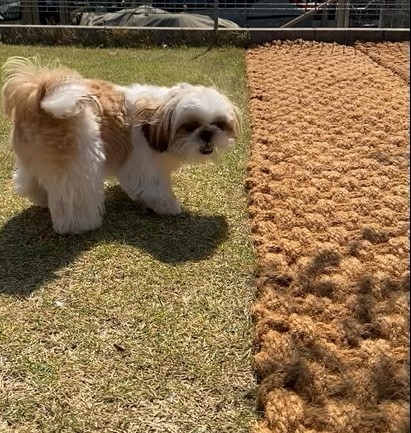 芝生とココペーバーの境目に立つワンちゃん