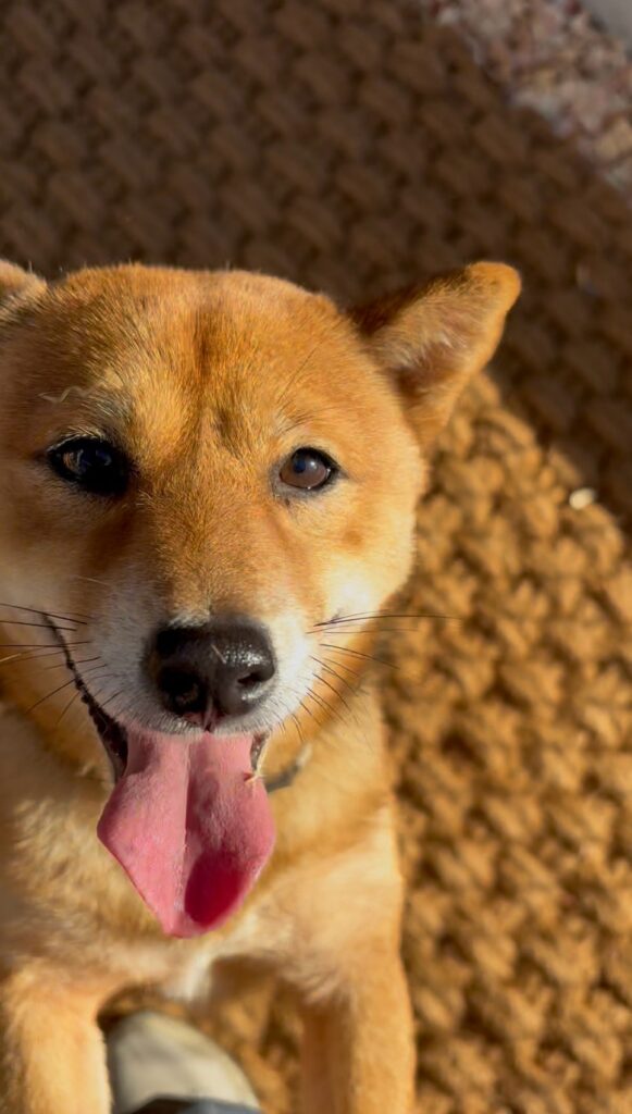 ココペーバーの編み目を背景にした柴犬